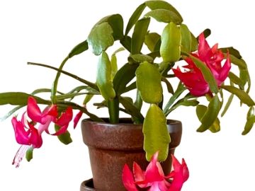 how often to water a Christmas cactus