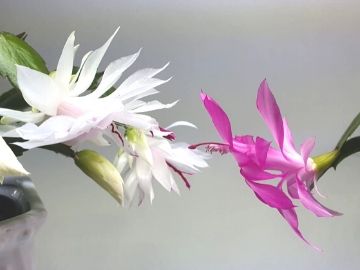 how to grow a Christmas cactus