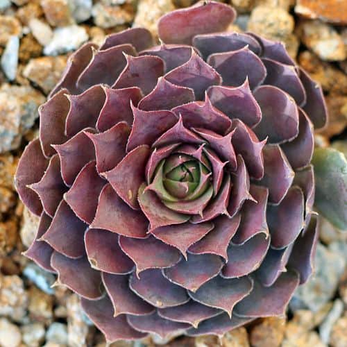 purple sempervivum