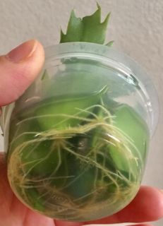 Christmas cactus propagation