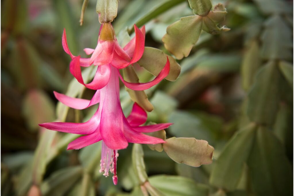 leaves falling off Christmas cactus