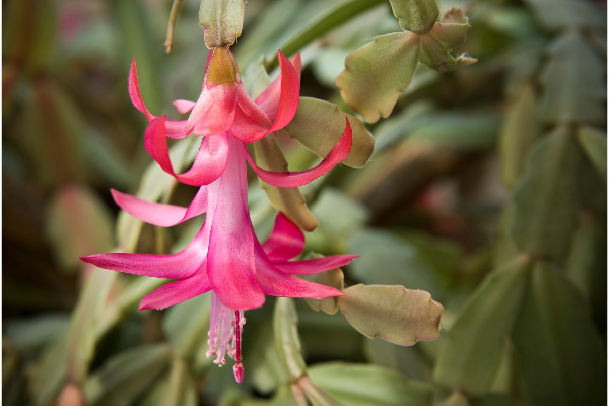 leaves falling off Christmas cactus