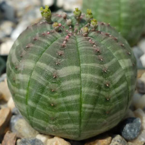 Euphorbia Obesa
