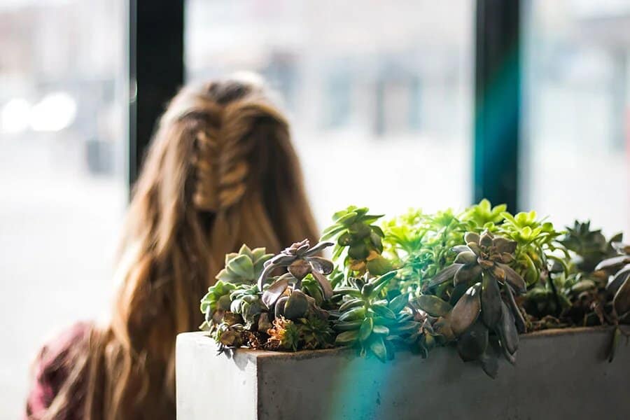 benefits of succulents