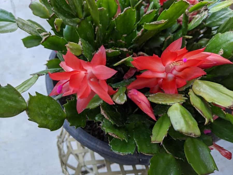 Christmas cactus dropping leaves
