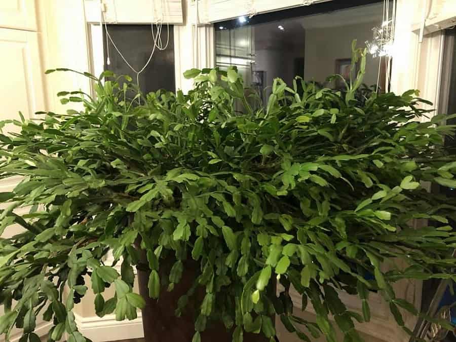 Christmas cactus losing leaves