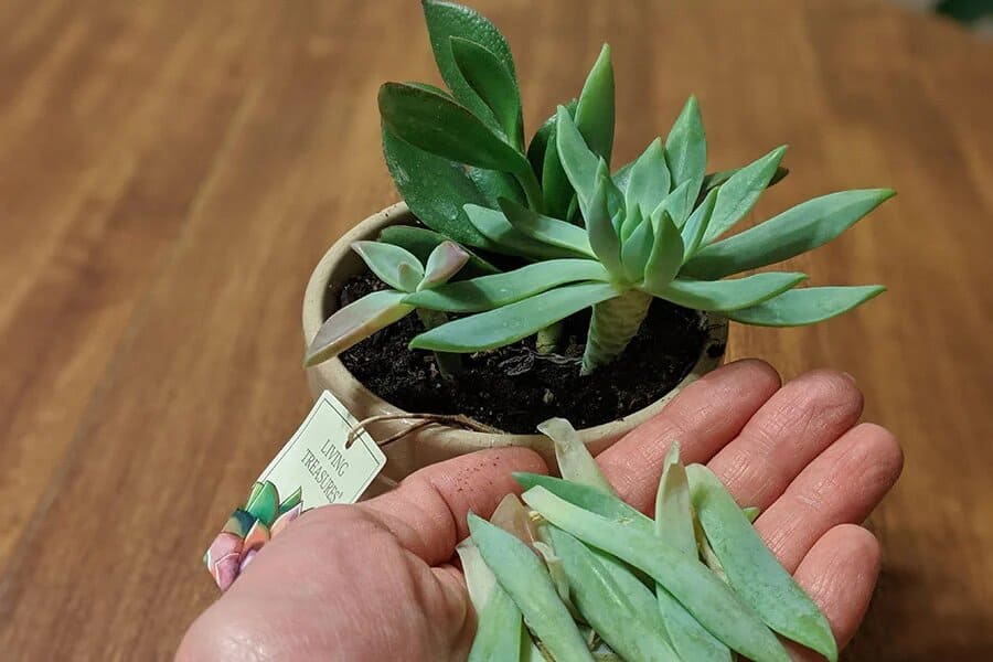 leaves falling off succulents