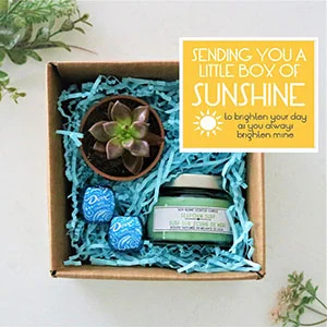 what are succulents used for