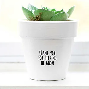 what are succulents used for