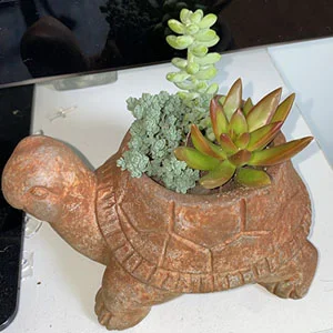 what are succulents used for