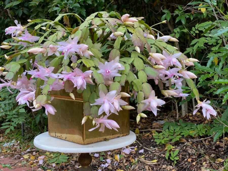 leaf drop on Christmas cactus