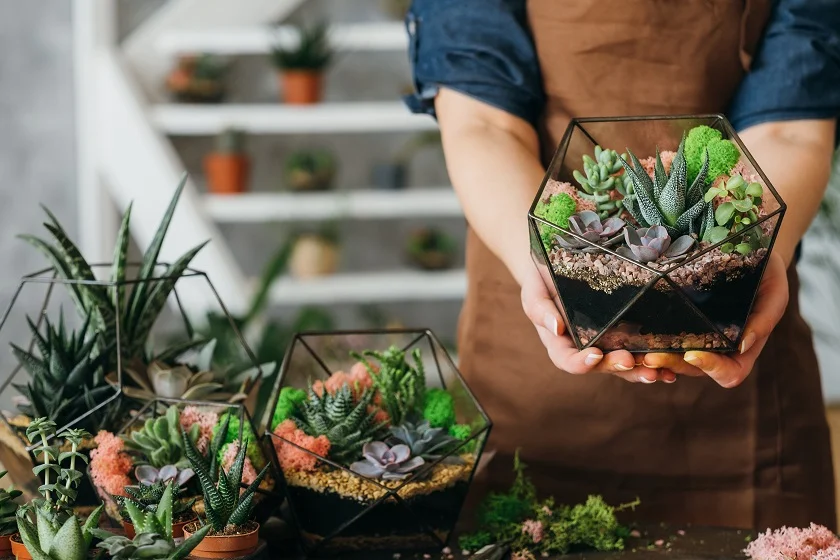 succulents in glass terrarium