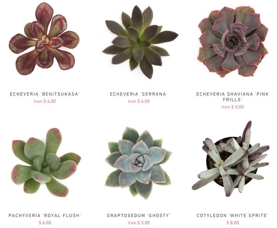 where to buy succulents online