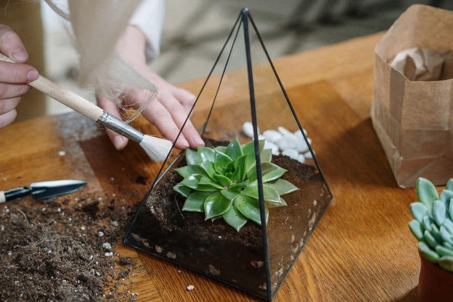 are succulents good for closed terrariums