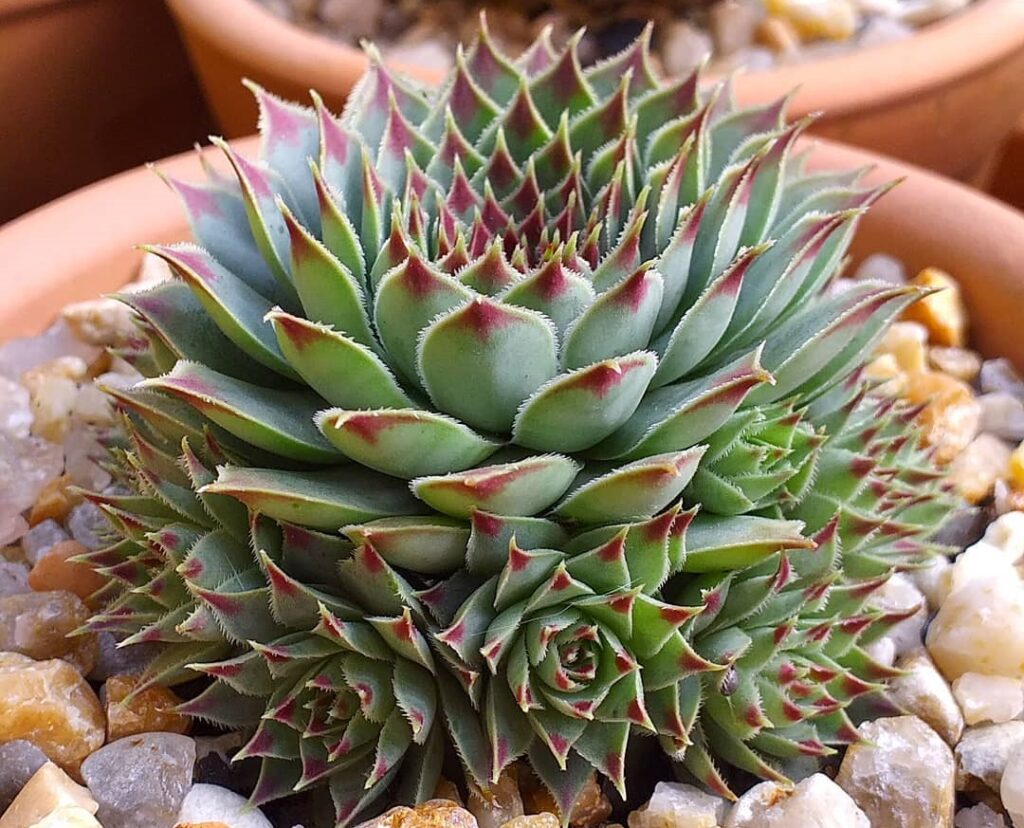 growing hens and chicks indoors