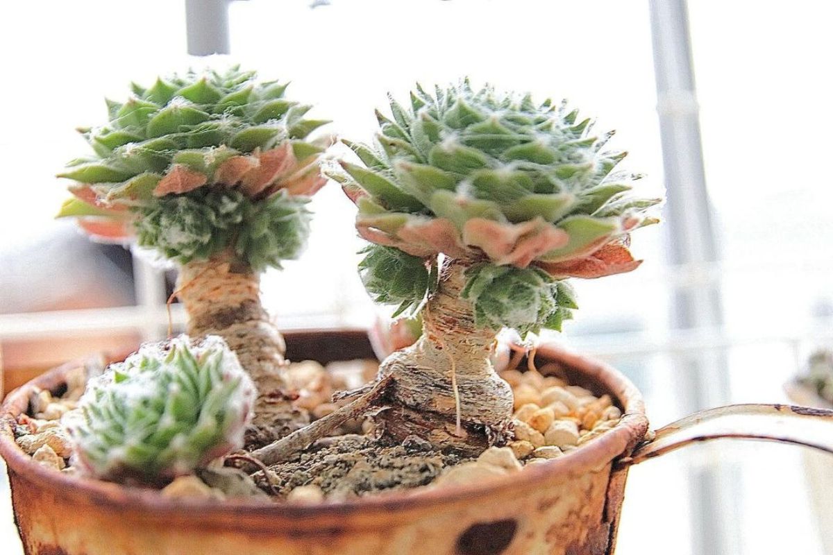 hens and chicks indoor care