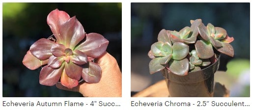 buy succulents online