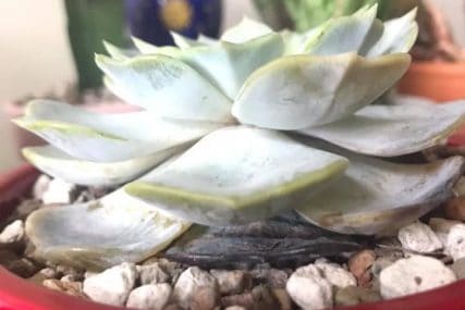 succulent leaves turning black