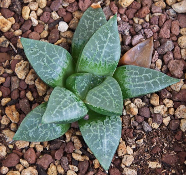 haworthia types