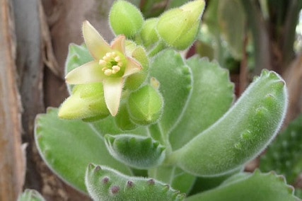 bear paw succulent leaves falling off