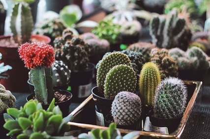 best grow lights for cactus