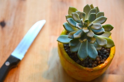 can i cut a succulent that is too tall