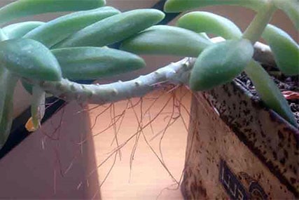 can you cut off aerial roots