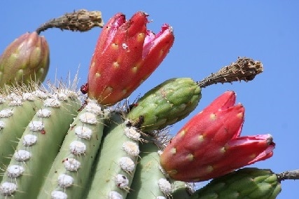 can you eat saguaro fruit