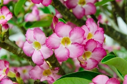 flowering succulents