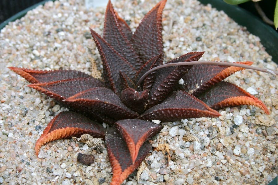 Haworthia koelmaniorum