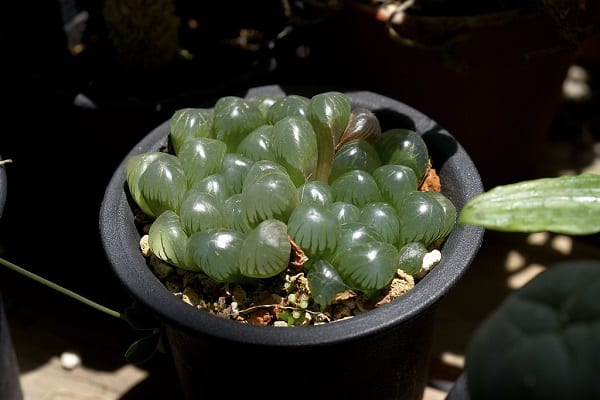 haworthia types