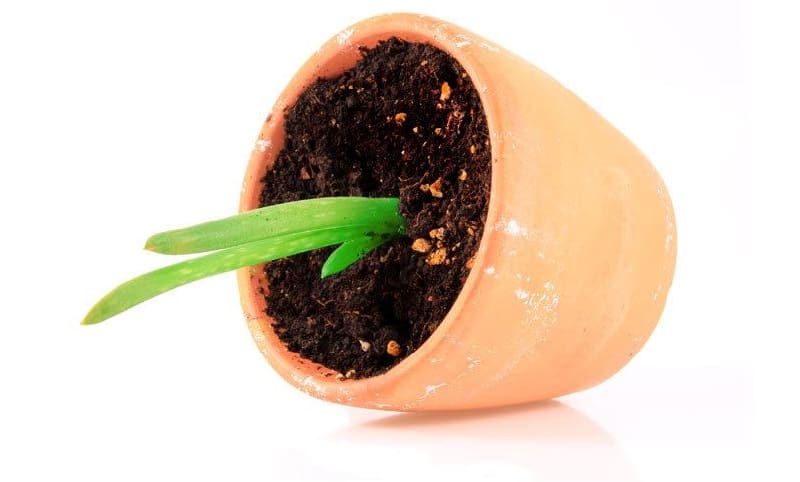 how to plant aloe vera without roots