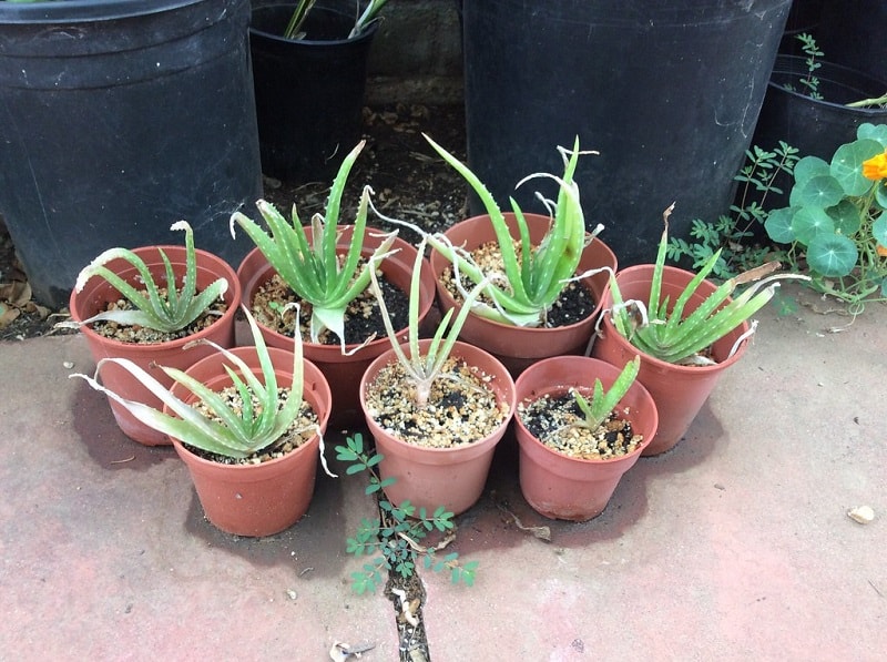 how to plant aloe vera without roots