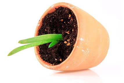 how to plant aloe vera without roots