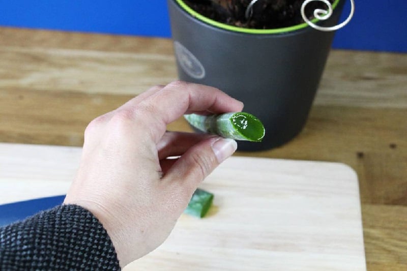 how to plant aloe vera without roots