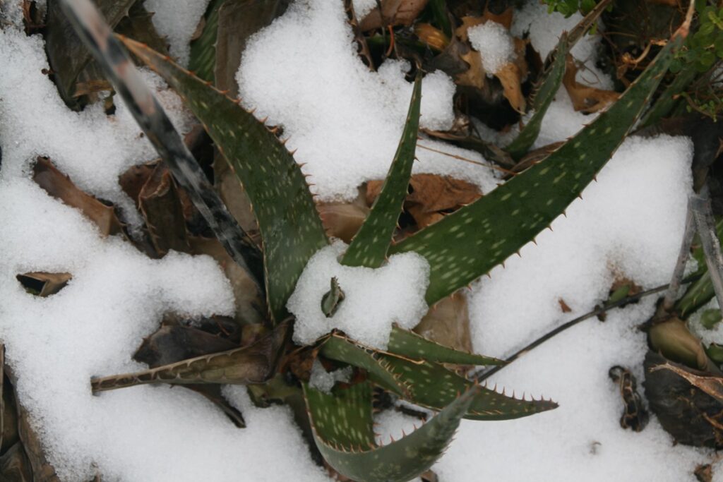 how to save aloe from frost damage