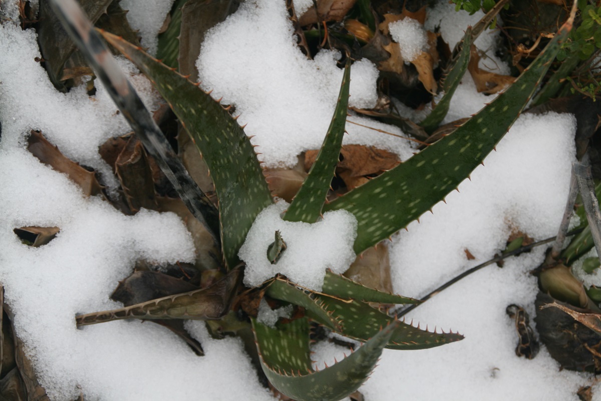 how to save aloe from frost damage