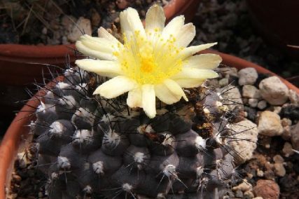 how to tell if your cactus is dying