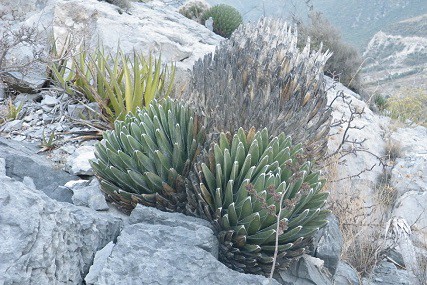 list of cold hardy succulents