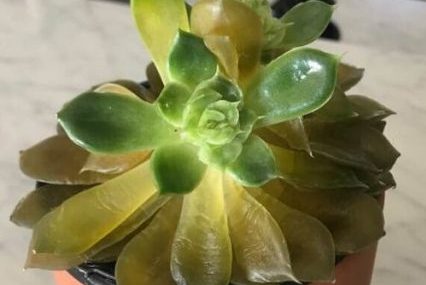 succulent leaves turning yellow and soft