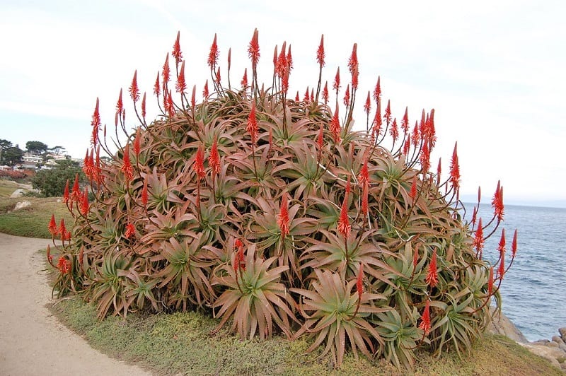 types of aloe plants