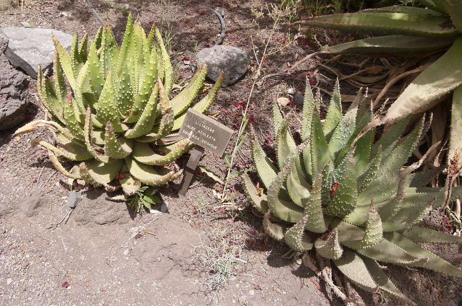 types of aloe plants
