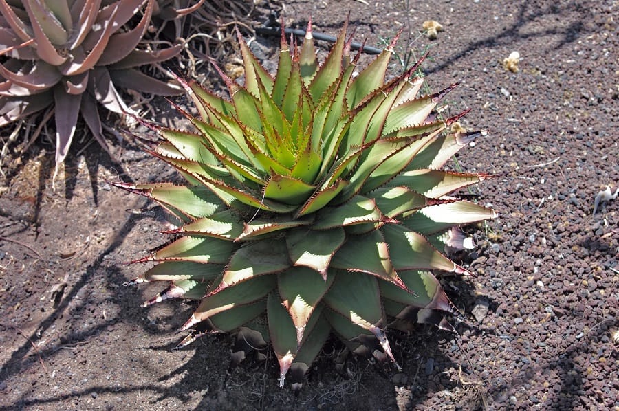 types of aloe plants
