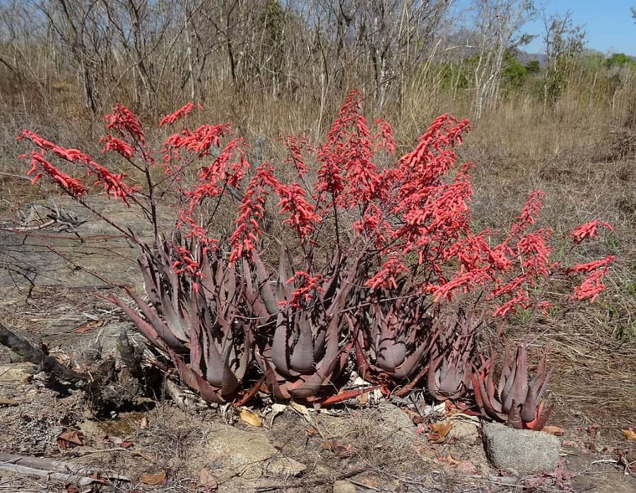 types of aloe plants