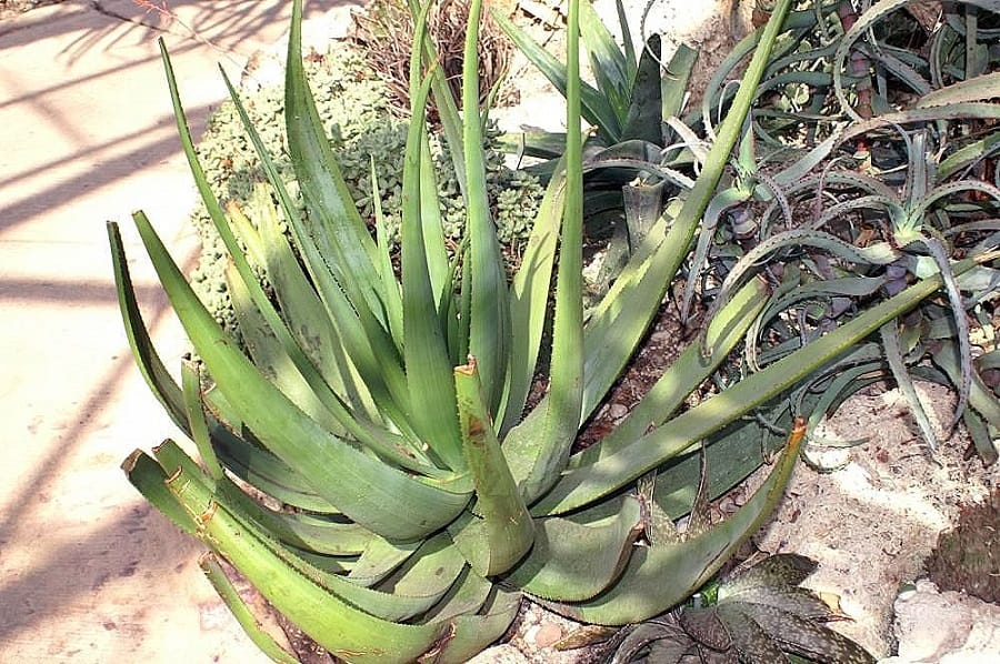 types of aloe plants
