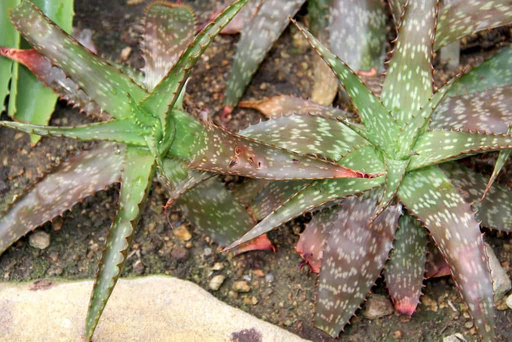 types of aloe plants