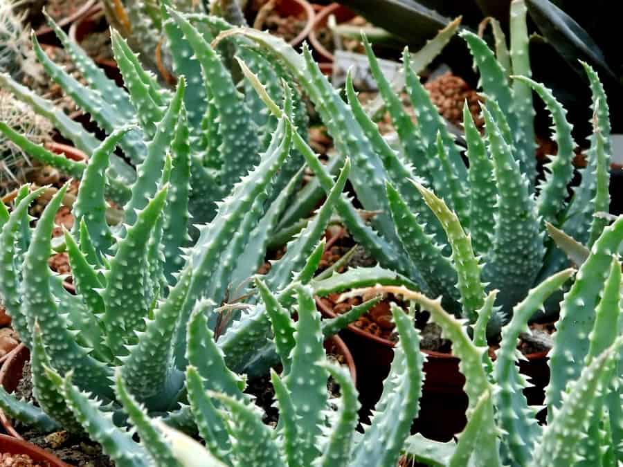 types of aloe plants
