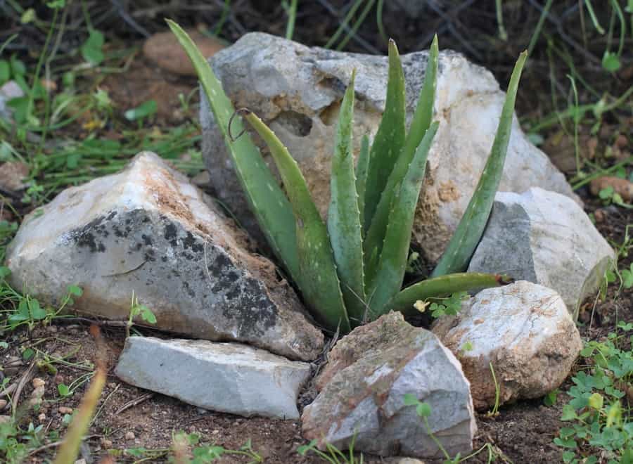 types of aloe plants