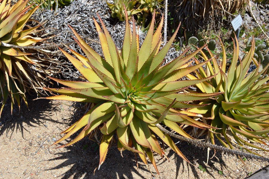 types of aloe plants
