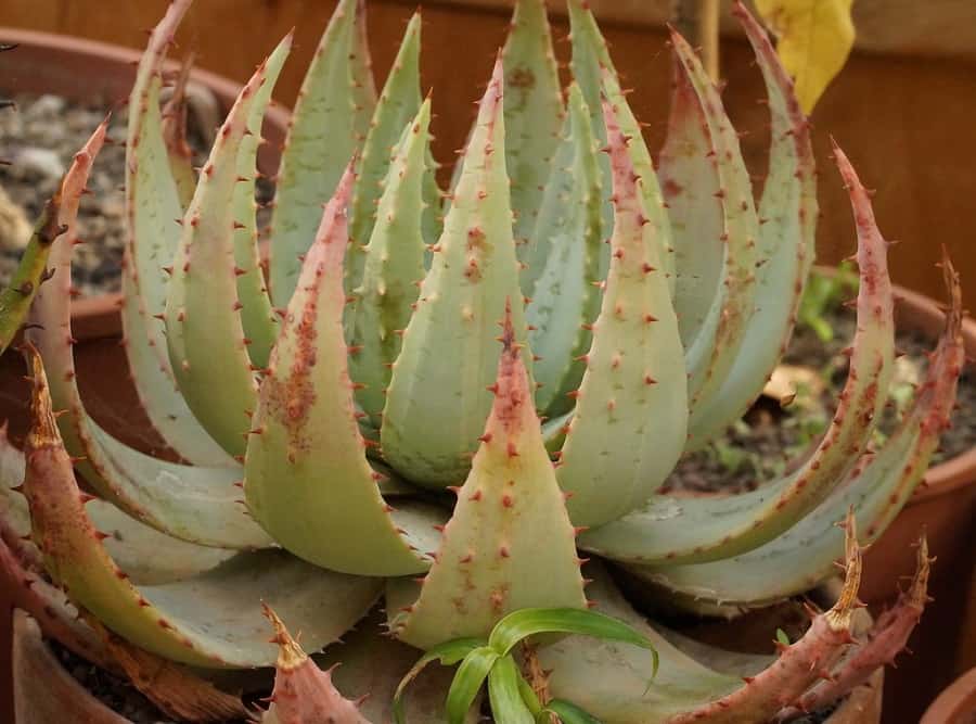 types of aloe plants